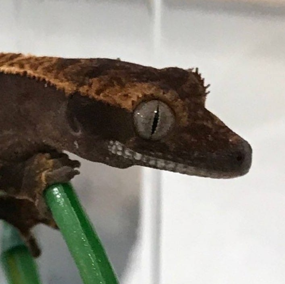 Meet your Posher, Casey